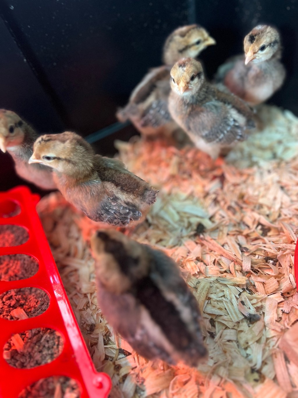 Our Journey to Self-Sufficiency: Raising Chickens at&nbsp;Home